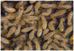 Termite Management in Indirapuram