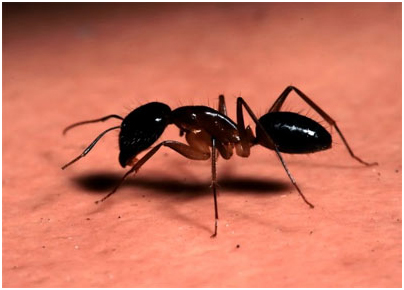 Ants Control in Delhi NCR