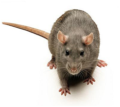 Rats Control Services in Noida